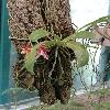 PhalaenopsisCornu-cerviRed.jpg
720 x 960 px
348.76 kB