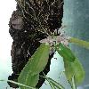 PhalaenopsisHieroglyphica.jpg
681 x 908 px
263 kB