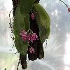PhalaenopsisLueddemannianaUna.jpg
1200 x 900 px
137.61 kB