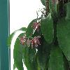 PhalaenopsisSpica.jpg
1024 x 768 px
104.87 kB