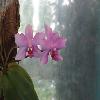 PhalaenopsisViolaceaZada.jpg
1024 x 768 px
71.43 kB