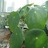 PileaPeperomioides.jpg
1024 x 768 px
102.99 kB