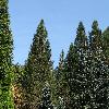 PinusPonderosa.jpg
1219 x 914 px
328.01 kB