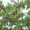 PrunusAvium5.jpg
960 x 720 px
377.04 kB