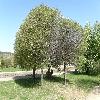 PrunusFruticosa.jpg
1127 x 845 px
260.23 kB