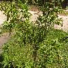PrunusPersica.jpg
1024 x 768 px
279.74 kB