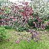 PrunusSalicina2.jpg
576 x 768 px
199.2 kB
