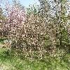 PrunusYedoensis.jpg
1127 x 845 px
379.27 kB