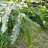 QuercusCastaneifolia.jpg
899 x 899 px
439.61 kB