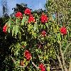 RhododendronArboreum.jpg
1067 x 800 px
539.14 kB