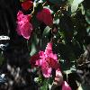 RhododendronCallimorphum2.jpg
1000 x 665 px
142.76 kB