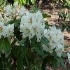 RhododendronCampylocarpumMaharani.jpg
1024 x 768 px
136.23 kB