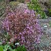 RhododendronCanadense.jpg
1024 x 768 px
334.39 kB