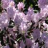 RhododendronCarolinianum2.jpg
1024 x 768 px
183.93 kB