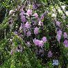 RhododendronCarolinianum.jpg
1024 x 768 px
313.14 kB
