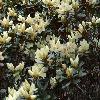 RhododendronCatawbiense.jpg
1024 x 768 px
200.14 kB