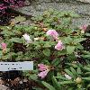 RhododendronCilipinense.jpg
720 x 960 px
385.98 kB