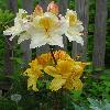 RhododendronDaviesiGoldenFlare.jpg
600 x 800 px
101.83 kB