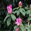 RhododendronHalelujah.jpg
1024 x 768 px
128.61 kB