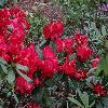 RhododendronHalfdanLem.jpg
1200 x 900 px
249.24 kB