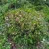 RhododendronHirsutum.jpg
1200 x 900 px
513.45 kB