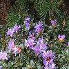 RhododendronImpeditum2.jpg
1024 x 768 px
211.66 kB