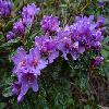 RhododendronImpeditumBlueWonder.jpg
1024 x 768 px
156.9 kB