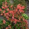 RhododendronJaponicum2.jpg
1024 x 768 px
292.08 kB