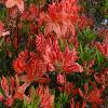 RhododendronJaponicum3.jpg
1024 x 768 px
164.46 kB