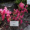 RhododendronJaponicumGeisha.jpg
1024 x 768 px
227.98 kB