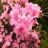 RhododendronKamtchaticum2.jpg
1340 x 894 px
328.29 kB