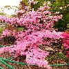 RhododendronKamtchaticum.jpg
600 x 900 px
405.35 kB