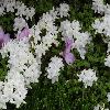 RhododendronKiusianumAlbum.jpg
1024 x 768 px
175.95 kB