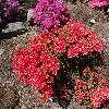 RhododendronObtusumAladin2.jpg
1024 x 768 px
357.94 kB