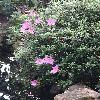 RhododendronObtusumCoccinea.jpg
720 x 960 px
435.96 kB