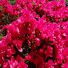 RhododendronObtusumGranada2.jpg
1024 x 768 px
172.41 kB