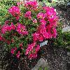 RhododendronObtusumGranada.jpg
1024 x 768 px
282.53 kB