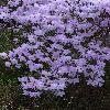 RhododendronPraecox2.jpg
720 x 960 px
434.67 kB