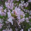 RhododendronPrinophyllum2.jpg
1024 x 768 px
119.36 kB