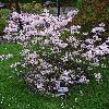 RhododendronPrinophyllum.jpg
681 x 908 px
476.46 kB