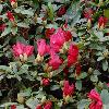 RhododendronPruhonicianumLargo2.jpg
1024 x 768 px
197.66 kB