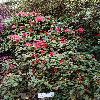 RhododendronPruhonicianumLargo.jpg
720 x 960 px
534.61 kB