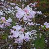 RhododendronRoseum2.jpg
720 x 960 px
288.09 kB