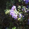 RhododendronRussatum2.jpg
1024 x 768 px
138.84 kB