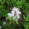 RhododendronSchlippenbachii2.jpg
1024 x 768 px
149.37 kB