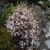 RhododendronSchlippenbachii3.jpg
1024 x 768 px
303.14 kB
