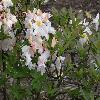 RhododendronSilverSlipper.jpg
1024 x 768 px
171.17 kB