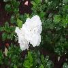 RhododendronSimsiiNiobe.jpg
1024 x 768 px
123.42 kB