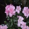 RhododendronSimsiiSylvester.jpg
1024 x 768 px
94.66 kB
