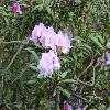 RhododendronSmirnowii.jpg
1024 x 768 px
194.34 kB